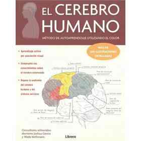 Cerebro Humano El