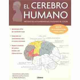 Cerebro Humano El