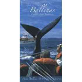 Guia De Avistaje De Ballenas