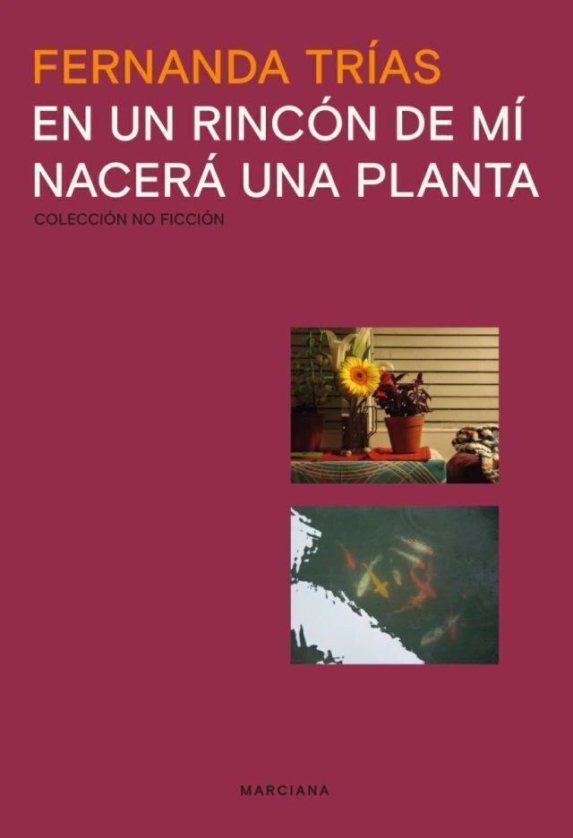 En Un Rincon De Mi Nacera Una Planta
