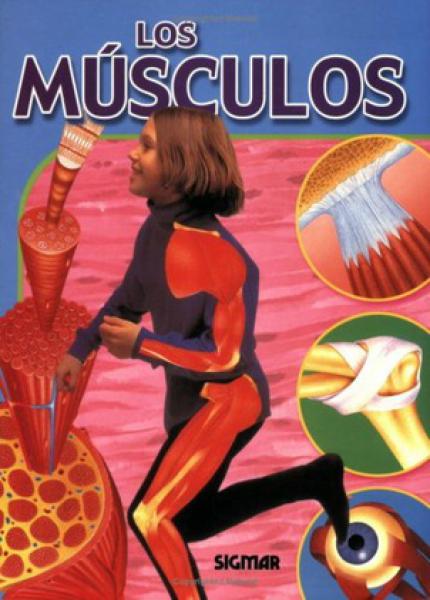 Los músculos - Cuerpo y salud